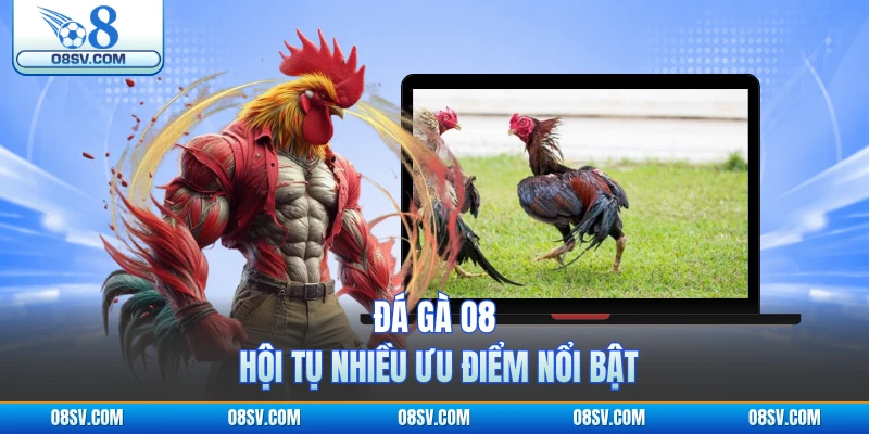 Đá gà O8 hội tụ nhiều ưu điểm nổi bật